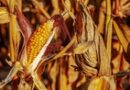 Brasil pode comprar milho de EUA e Ucrânia após isenção de tarifa, diz ABPA