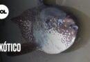 Vídeo mostra peixe raro que foi encontrado na região da Praia Leste-Oeste, em Fortaleza.