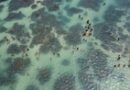 Monitorada por um ano, cidade turística de Alagoas revela vilões da covid