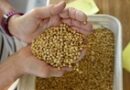 Safras eleva previsão de colheita de soja para 134,09 milhões de toneladas