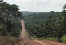 Óleo de palma ‘sustentável’ da Amazônia esconde desmatamento e contaminação
