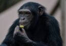 Cientistas mantêm vivos embriões de macaco com células humanas por 20 dias